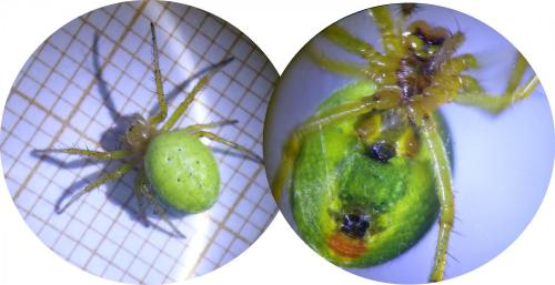 Araniella sp.
